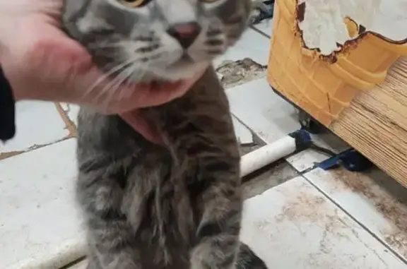 Найдена кошка, Москва, фото: Найдена кошка, Новочерёмушкинская улица, Москва - ухоженный и ласковый котёнок