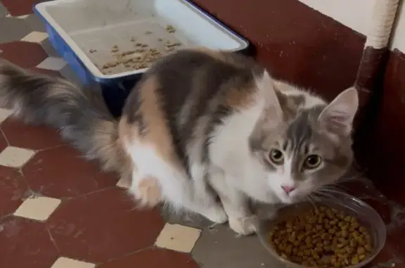 Найдена кошка, Москва, фото: Найдена кошка, женский пол, улица Фадеева, 6 с1, Москва - молодая и пушистая