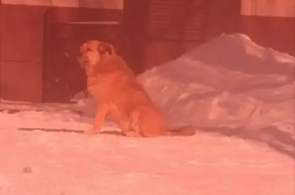 Найденные животные Копейск, фото: Найдена собака, улица Сутягина, Копейск - рыжий окрас, жесткошёрстный