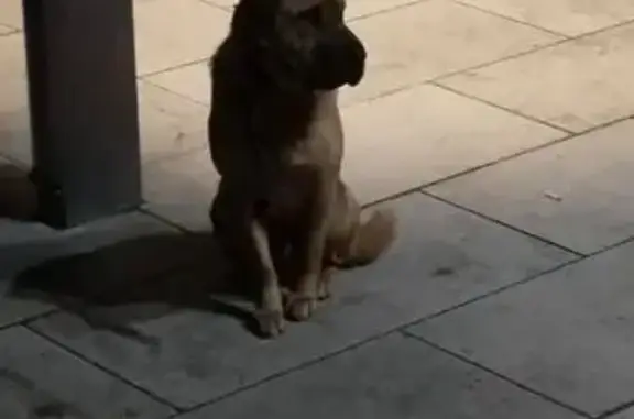 Найдена собака, Краснодар, фото: Найден собака, Восточно-Кругликовская улица, 1, Краснодар - породистый рыжий пес с ошейником