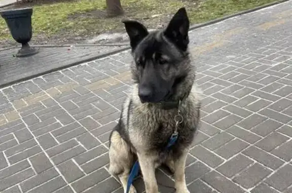 Найдена собака, Ростов-на-Дону, фото: Найден собака, мужской, Соборный переулок, 4, Ростов-на-Дону - предположительно ВЕО, в ошейнике