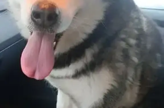 Найденные животные Кабицыно, фото: Найдена собака, Обнинская улица, Кабицыно - молодая маламут-сучка