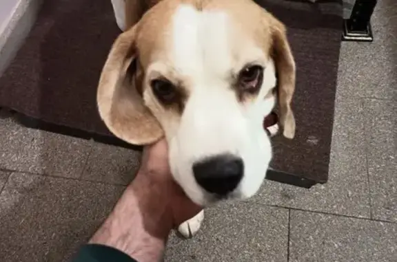 Найдена собака, Мытищи, фото: Найдены собаки, Новомытищинский проспект, Мытищи - метис хаски и бигль