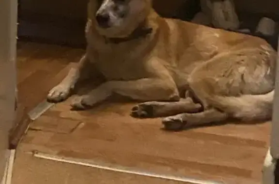 Пропал собака, улица Ивана Фра...