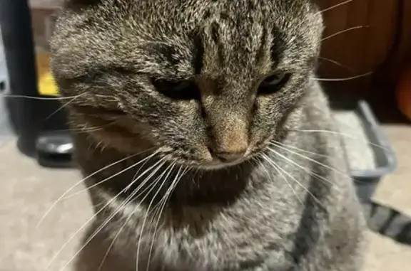 Пропал кот, Озёрск, Челябинская область - полосатый серо-черный с рыжим оттенком - photo