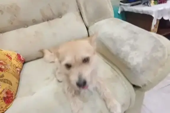 Пропала собака, Ордынское шосс...