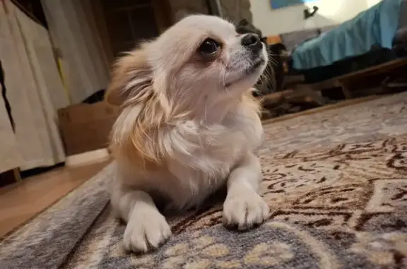 Пропал собака, Гвардейская ули...