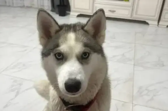 Пропала собака, девочка, Центр...