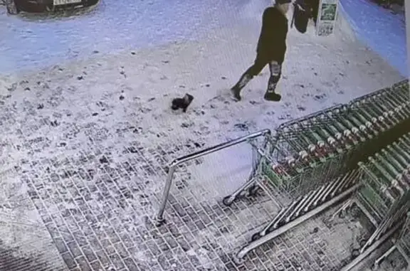 Пропал собака, Дубна, Московск...