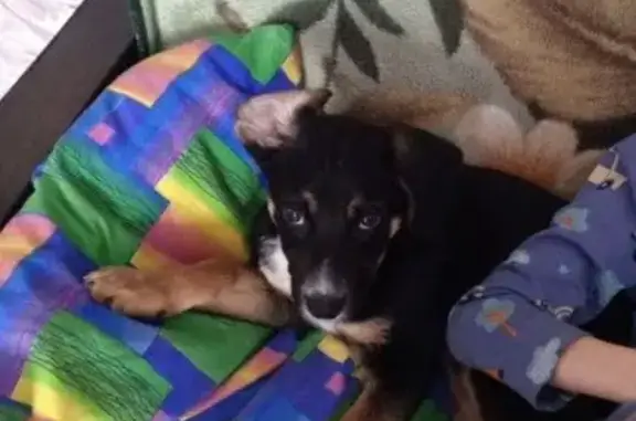 Пропала собака, Южноуральск -...