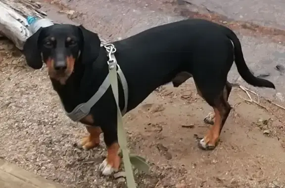 Пропала собака, улица Советов,...