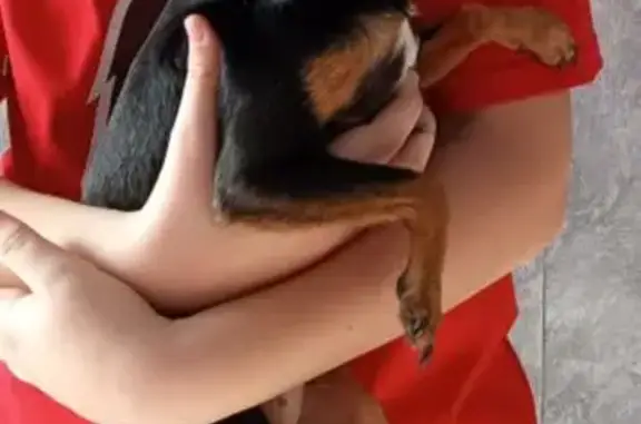 Пропала собака, Юбилейная улиц...