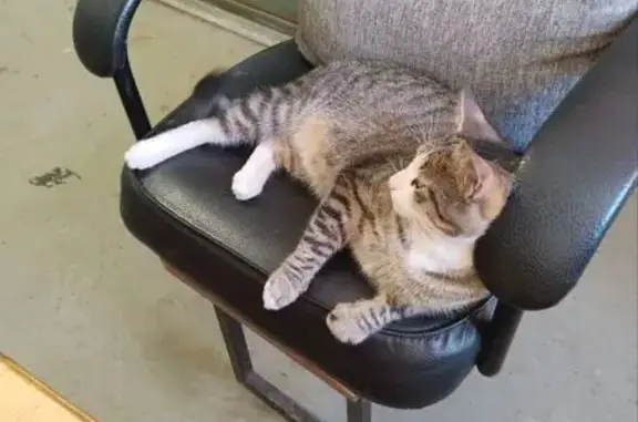 Найдена кошка, Санкт-Петербург, фото: Найден кот, улица Рихарда Зорге, 15, Санкт-Петербург - ручной