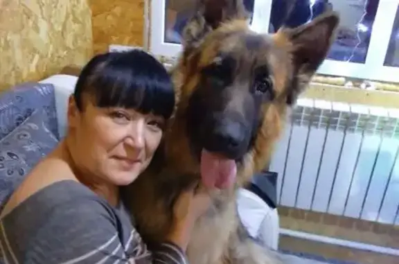 Чепрачный длинношерстный упитанный храмал переднию правок лапапу