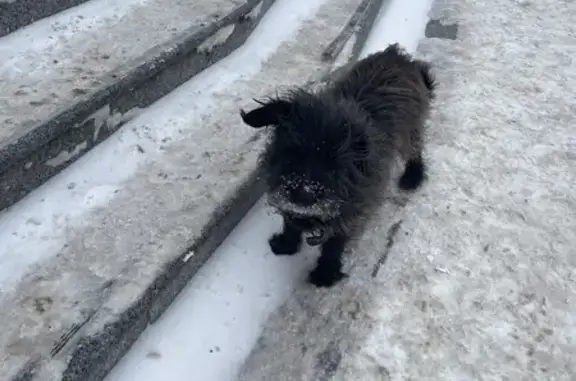 Найдена собака, Чебоксары, фото: Найдена собака, улица Ленинского Комсомола, Чебоксары - черная, идет на контакт