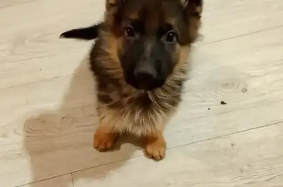 Собаки потеряшки, Владимир, фото: Потеряшка собака, Владимир, Владимирская область - щенок 3-4 месяца