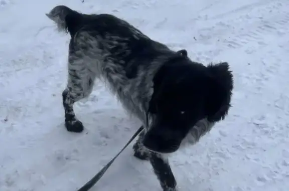 Найдена собака, Тольятти, фото: Найден спаниель, мужской, городской округ Тольятти, Тольятти - пегий окрас с поводком и ошейником