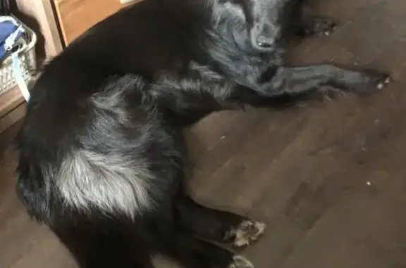 Пропала собака, женский пол, Керамическая улица, Балашиха - коричневая шлейка и ярко жёлтый ошейник - photo