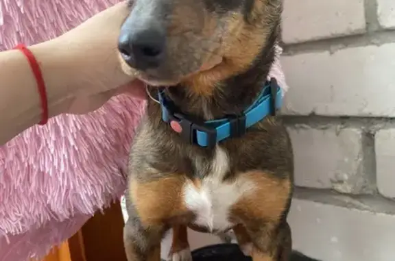 Найдена собака, Комсомольск, фото: Найден собака, мужской, Центральная улица, 100, Комсомольск - два кобеля с ошейниками