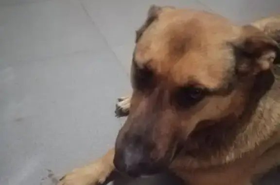 Пропал собака, мужской, Краснополянская улица, 74С, Волгоград - рыже-палевый, прихрамывает на левую заднюю лапу - photo