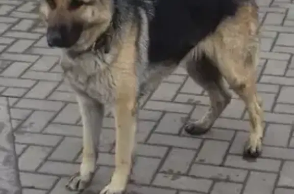 Пропала собака, 20К-1-25, ВНИИСС, Воронеж - добрая, неагрессивная - photo