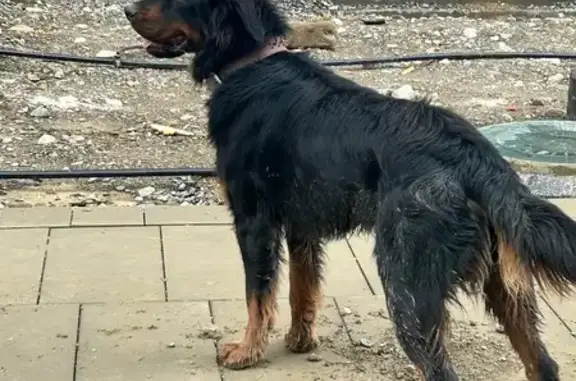 Найдена собака, Сочи, фото: Найдена собака, Сочи, Краснодарский край - бегает уже месяц в ошейнике