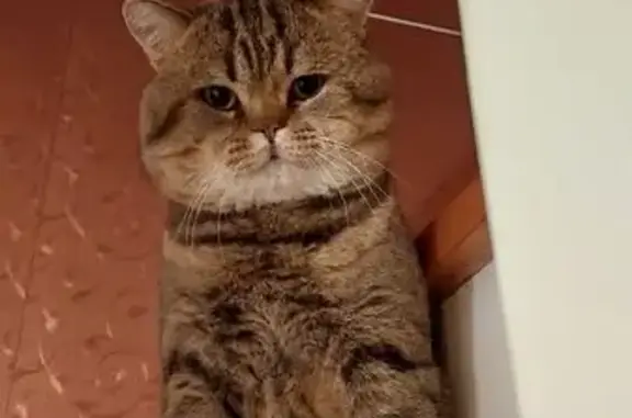 Пропал кот, Кольцовская улица, 8А, Хомутово - коричневый с черными полосками - photo