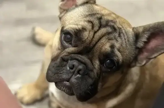 Собаки потеряшки, Губкин, фото: Потеряшка собака, Кооперативная улица, 49, Губкин