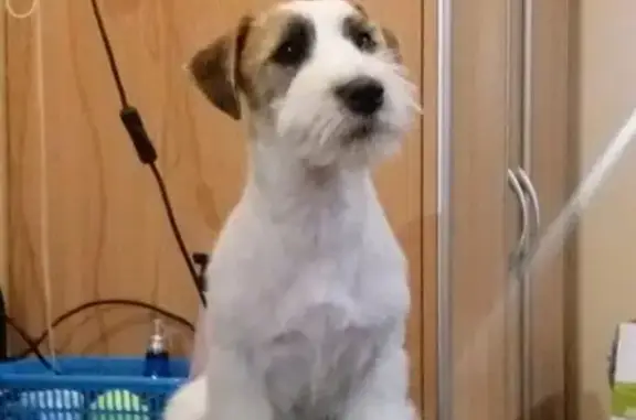 Пропала собака, Оловозаводская улица, 29, Новосибирск - Джек Рассел терьер с рыжей мордой - photo