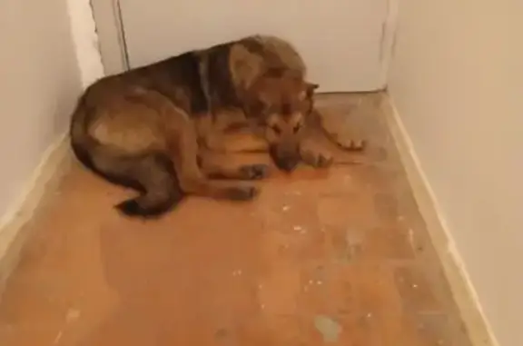 Найденные животные Нальчик, фото: Найден собака, проспект Ленина, 11, Нальчик - похож на немецкую овчарку