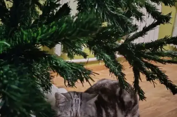 Пропал кот, Астрахань, Астраханская область - серый черепаховый окрас, голубой ошейник - photo