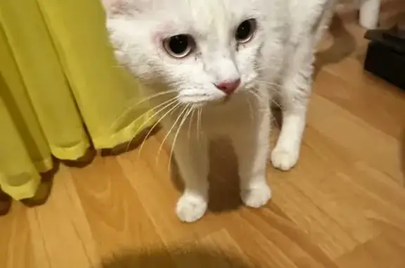 Найдена кошка, Самара, фото: Найдена кошка, Московское шоссе (дублер), 308, Самара - белого окраса с швами