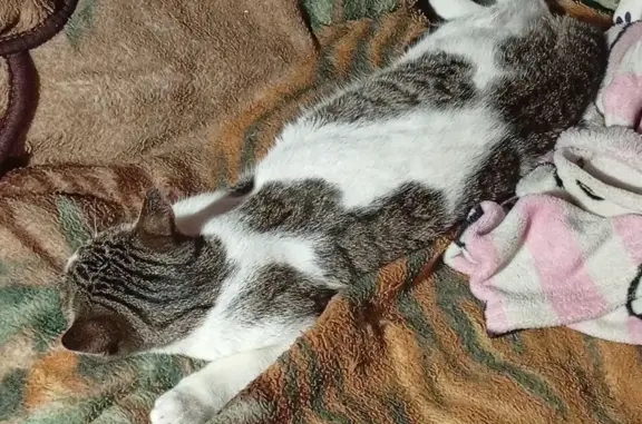 Потерянные животные Шарья, фото: Пропал кот, улица Больничный Городок, 12, Шарья - откликается на имя Котёнок