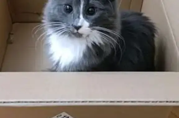 Пропала кошка, улица 2-й Таманской дивизии, 428, Нальчик - пушистая серая с белыми лапками - photo