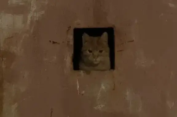 Найдена кошка, Мончегорск, фото: Найдена кошка, Мончегорск, Мурманская область - рыженькая красавица