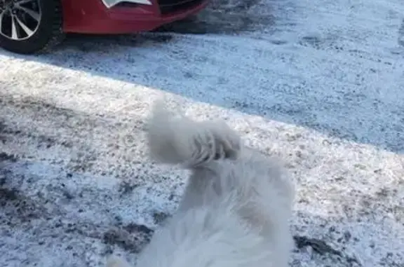 Найдена собака, Белорецк, фото: Найдена собака, улица Ленина, 41, Белорецк - белая, знает команду 'дай лапу'