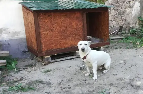 Собаки потеряшки, Липецк, фото: Потеряшка собака, мужской, Советская улица, городской округ Липецк