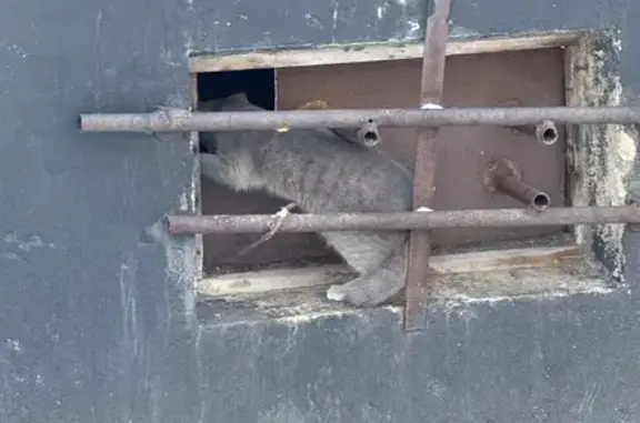 Найдена кошка, Мурманск, фото: Найдена кошка, проспект Героев Североморцев, Мурманск - серенький кот или кошка