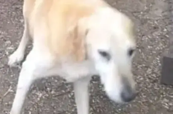 Собаки потеряшки, Луначарское, фото: Потеряшка собака, Р-120, Луначарское сельское поселение, Луначарское - русская гончая выжлец