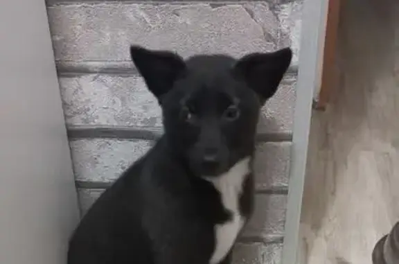 Найдена собака, Чита, фото: Найдена собака, Кайдаловская улица, 10, Чита - щенок 3 месяца, белая кисточка на хвосте