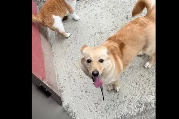 Пропала собака, Дальневосточная улица, 47, Приморско-Ахтарск - похожа на корги, очень добрая - photo