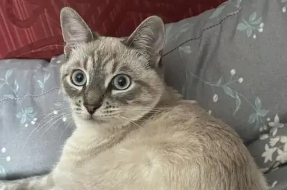 Кошки потеряшки, Александровка, фото: Потеряшка кот, Воронежская улица, 10, Александровка - отзывается на кличку Макс