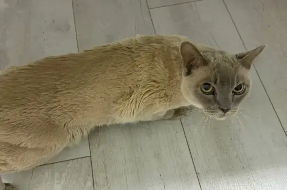 Найдена кошка, Ростов-на-Дону, фото: Найдена кошка, улица Макарова, 9, Ростов-на-Дону - очень худой и с зеленым пятном