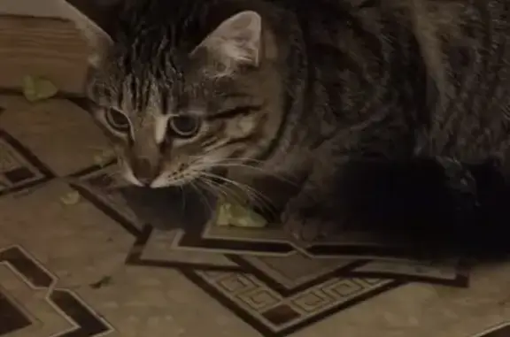 Пропала кошка, улица Победы, 3А, Екатеринбург - пушистая с черными полосами - photo