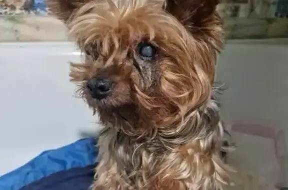 Найденные животные Умёт, фото: Найден пёс, Садовая улица, Умёт - спокойный и обученный