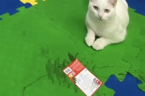 Пропала кошка, Уват, Пойковский - белая, возраст один годик - photo