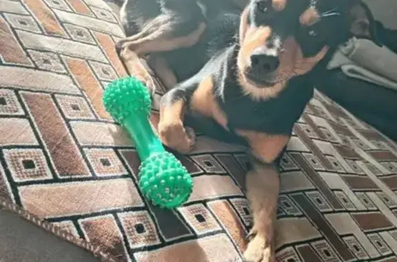 Объявления о пропавших и найденных животных, Нижнеудинск, фото: Пропал собака, улица Петина, 46, Нижнеудинск