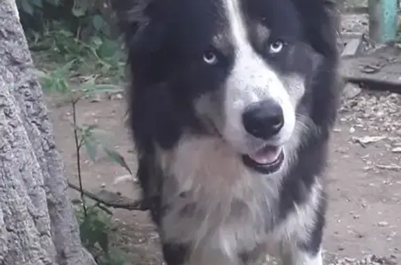 Пропал собака, сельское поселение Воскресенка, Самарская область - черного окраса, больное правое ухо - photo