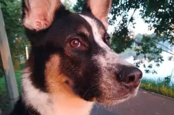 Собаки потеряшки, Таруса, фото: Потеряшка собака, мужской, Запрудная улица, Бутиково - чёрно-белый окрас, зелёный ошейник