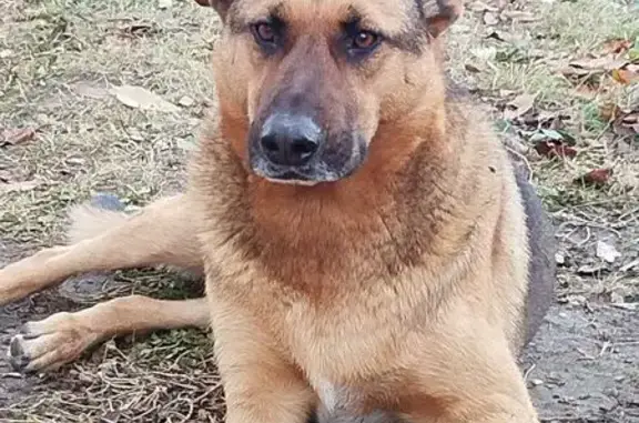 Пропал собака, Краснополянская улица, 72Л/3, Волгоград - photo